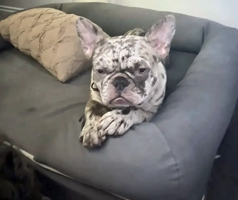 Maggie lying in a gray bolster dog bed, paws crossed over the edge