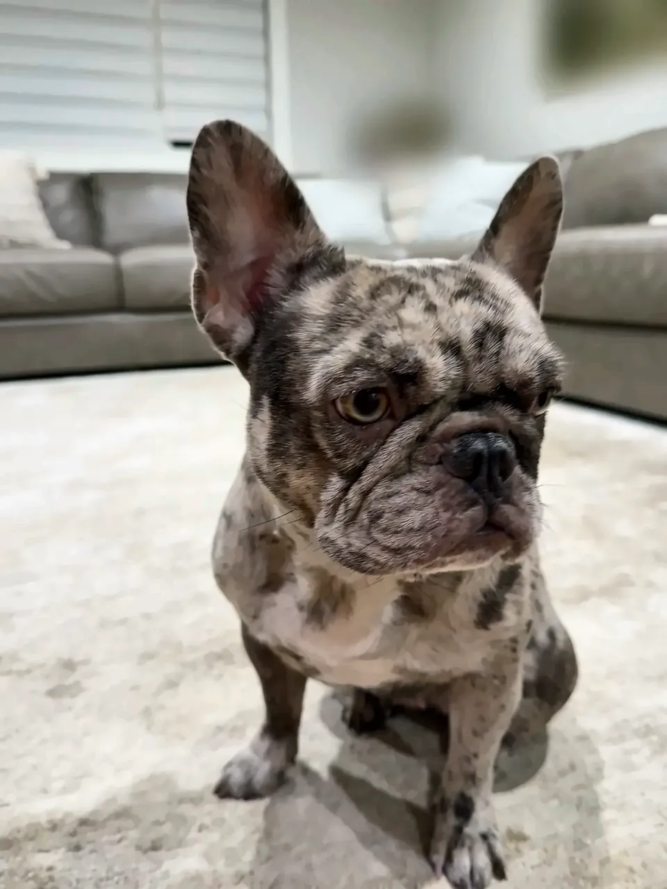 Maggie sitting on a rug, ears up
